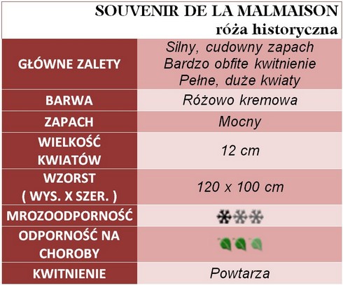 SOUVENIR de la MALMAISON róża historyczna